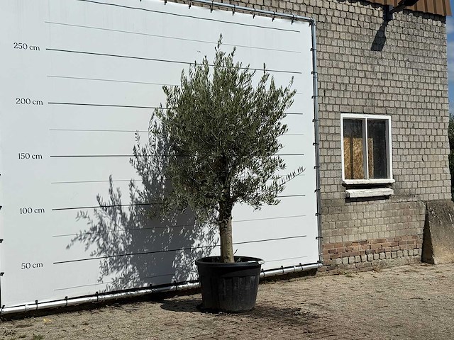 Olijfboom gladde stam vertakt - olea europaea - ca. 40 jaar oud - hoogte ca. 250 cm - afbeelding 4 van  4