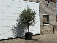 Olijfboom gladde stam vertakt - olea europaea - ca. 40 jaar oud - hoogte ca. 250 cm - afbeelding 4 van  4