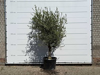 Olijfboom gladde stam vertakt - olea europaea - ca. 40 jaar oud - hoogte ca. 250 cm - afbeelding 1 van  3