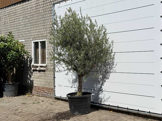 Olijfboom gladde stam vertakt - olea europaea - ca. 40 jaar oud - hoogte ca. 250 cm - afbeelding 2 van  3