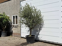 Olijfboom gladde stam vertakt - olea europaea - ca. 40 jaar oud - hoogte ca. 250 cm - afbeelding 2 van  3