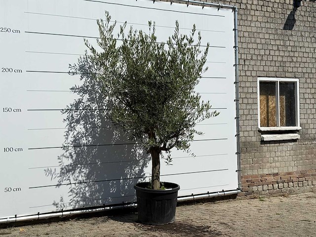 Olijfboom gladde stam vertakt - olea europaea - ca. 40 jaar oud - hoogte ca. 250 cm - afbeelding 3 van  3