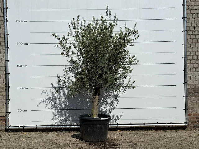 Olijfboom gladde stam vertakt - olea europaea - ca. 40 jaar oud - hoogte ca. 250 cm - afbeelding 1 van  4
