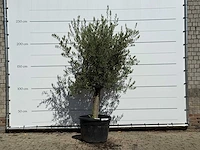 Olijfboom gladde stam vertakt - olea europaea - ca. 40 jaar oud - hoogte ca. 250 cm
