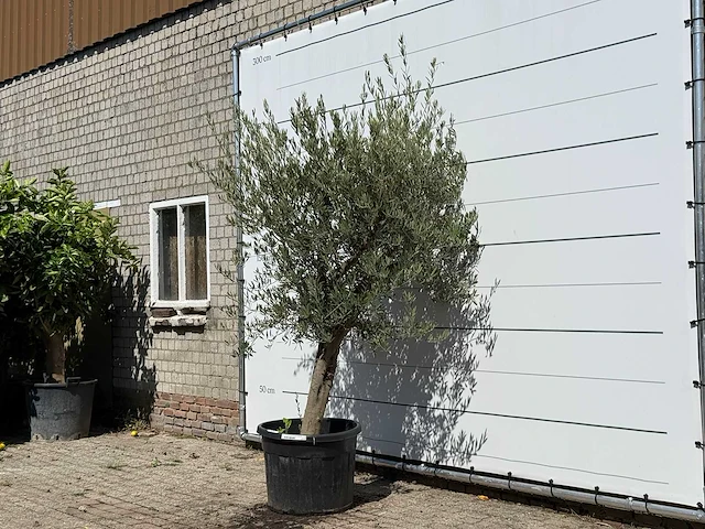 Olijfboom gladde stam vertakt - olea europaea - ca. 40 jaar oud - hoogte ca. 250 cm - afbeelding 2 van  4