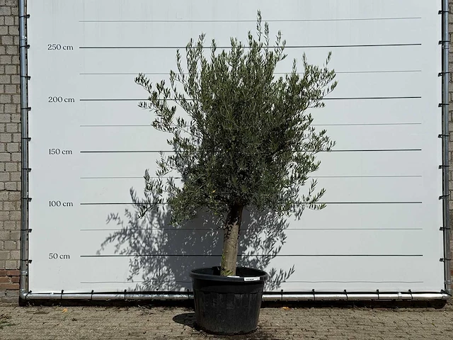 Olijfboom gladde stam vertakt - olea europaea - ca. 40 jaar oud - hoogte ca. 250 cm - afbeelding 3 van  4