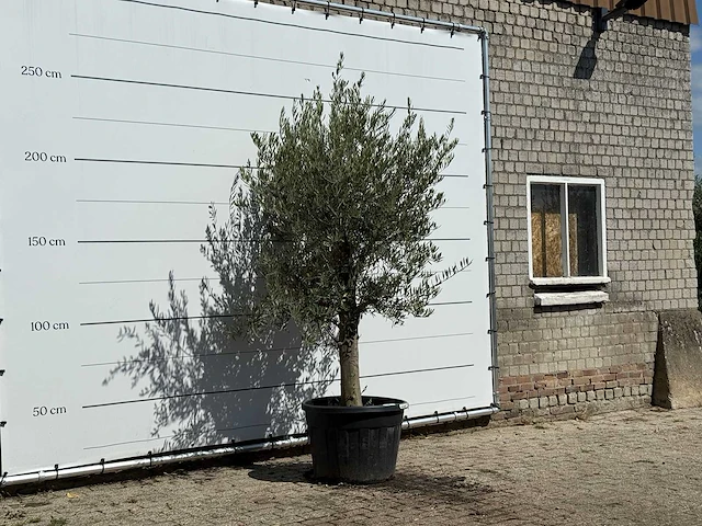 Olijfboom gladde stam vertakt - olea europaea - ca. 40 jaar oud - hoogte ca. 250 cm - afbeelding 4 van  4