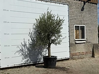 Olijfboom gladde stam vertakt - olea europaea - ca. 40 jaar oud - hoogte ca. 250 cm - afbeelding 4 van  4