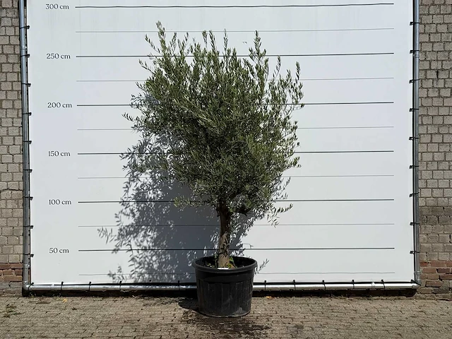 Olijfboom gladde stam vertakt - olea europaea - ca. 40 jaar oud - hoogte ca. 250 cm - afbeelding 1 van  3