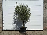 Olijfboom gladde stam vertakt - olea europaea - ca. 40 jaar oud - hoogte ca. 250 cm