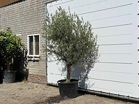 Olijfboom gladde stam vertakt - olea europaea - ca. 40 jaar oud - hoogte ca. 250 cm - afbeelding 2 van  3