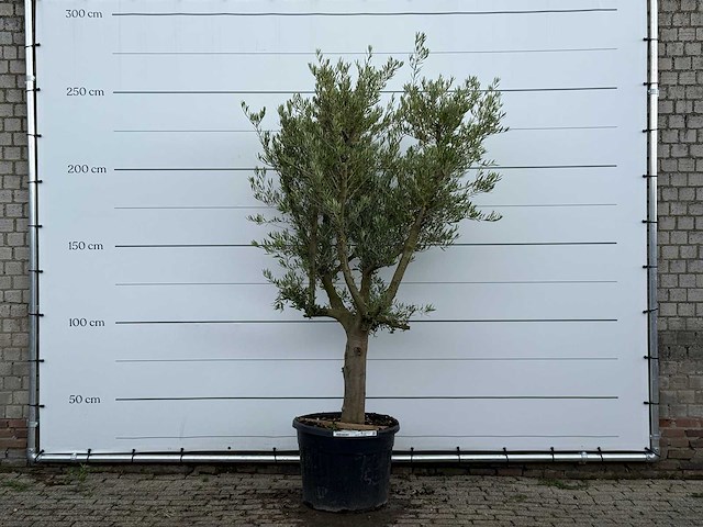 Olijfboom gladde stam vertakt - olea europaea - ca. 40 jaar oud - hoogte ca. 260 cm - afbeelding 1 van  5
