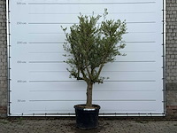 Olijfboom gladde stam vertakt - olea europaea - ca. 40 jaar oud - hoogte ca. 260 cm - afbeelding 1 van  5