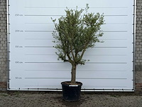 Olijfboom gladde stam vertakt - olea europaea - ca. 40 jaar oud - hoogte ca. 260 cm - afbeelding 2 van  5
