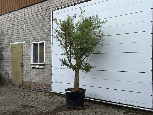 Olijfboom gladde stam vertakt - olea europaea - ca. 40 jaar oud - hoogte ca. 260 cm - afbeelding 3 van  5