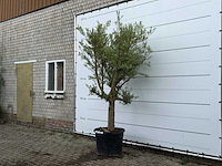 Olijfboom gladde stam vertakt - olea europaea - ca. 40 jaar oud - hoogte ca. 260 cm - afbeelding 3 van  5