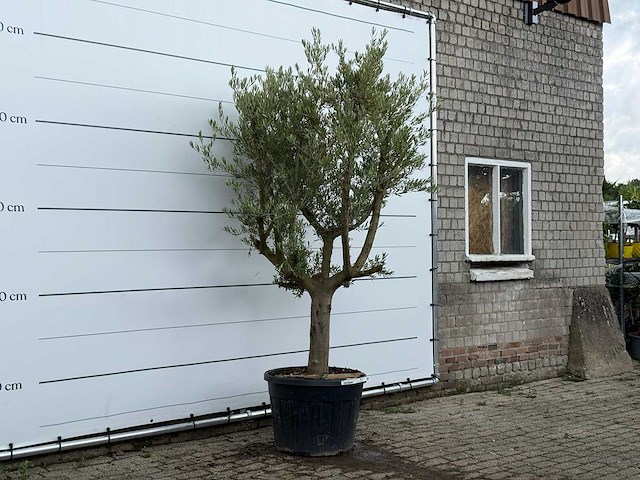 Olijfboom gladde stam vertakt - olea europaea - ca. 40 jaar oud - hoogte ca. 260 cm - afbeelding 4 van  5