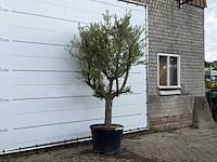 Olijfboom gladde stam vertakt - olea europaea - ca. 40 jaar oud - hoogte ca. 260 cm - afbeelding 4 van  5