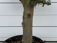 Olijfboom gladde stam vertakt - olea europaea - ca. 40 jaar oud - hoogte ca. 260 cm - afbeelding 5 van  5