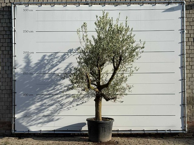 Olijfboom gladde stam vertakt - olea europaea - ca. 40 jaar oud - hoogte ca. 270 cm - afbeelding 1 van  3