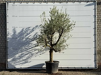 Olijfboom gladde stam vertakt - olea europaea - ca. 40 jaar oud - hoogte ca. 270 cm - afbeelding 1 van  3