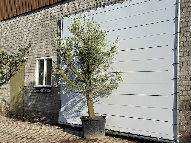 Olijfboom gladde stam vertakt - olea europaea - ca. 40 jaar oud - hoogte ca. 270 cm - afbeelding 2 van  3