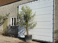 Olijfboom gladde stam vertakt - olea europaea - ca. 40 jaar oud - hoogte ca. 270 cm - afbeelding 2 van  3