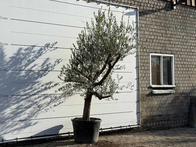 Olijfboom gladde stam vertakt - olea europaea - ca. 40 jaar oud - hoogte ca. 270 cm - afbeelding 3 van  3