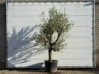 Olijfboom gladde stam vertakt - olea europaea - ca. 40 jaar oud - hoogte ca. 270 cm