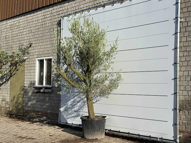 Olijfboom gladde stam vertakt - olea europaea - ca. 40 jaar oud - hoogte ca. 270 cm - afbeelding 2 van  3