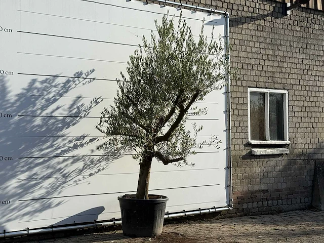 Olijfboom gladde stam vertakt - olea europaea - ca. 40 jaar oud - hoogte ca. 270 cm - afbeelding 3 van  3
