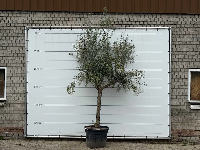Olijfboom gladde stam vertakt - olea europaea - ca. 40 jaar oud - hoogte ca. 280 cm - afbeelding 1 van  3