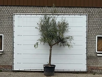 Olijfboom gladde stam vertakt - olea europaea - ca. 40 jaar oud - hoogte ca. 280 cm