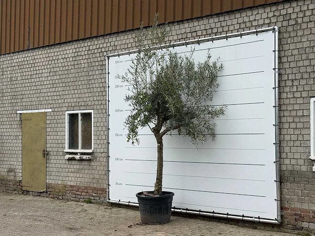 Olijfboom gladde stam vertakt - olea europaea - ca. 40 jaar oud - hoogte ca. 280 cm - afbeelding 2 van  3