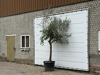 Olijfboom gladde stam vertakt - olea europaea - ca. 40 jaar oud - hoogte ca. 280 cm - afbeelding 2 van  3