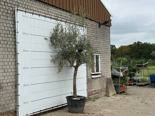 Olijfboom gladde stam vertakt - olea europaea - ca. 40 jaar oud - hoogte ca. 280 cm - afbeelding 3 van  3