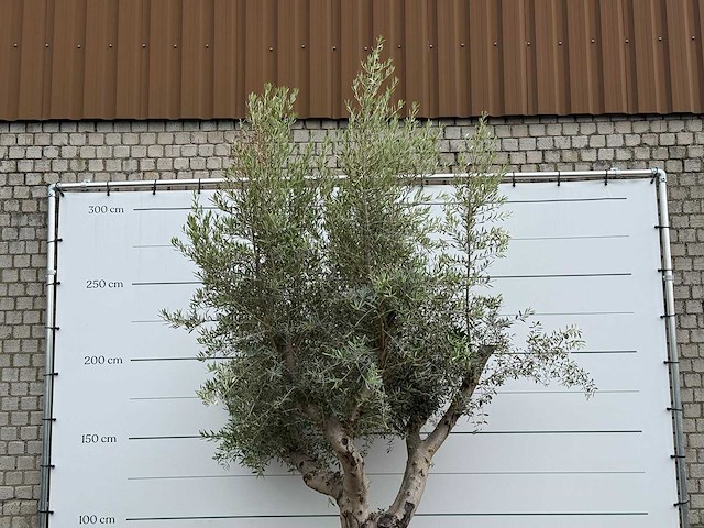 Olijfboom gladde stam vertakt xl - olea europaea - ca. 60 jaar oud - hoogte ca. 280 cm - afbeelding 3 van  3