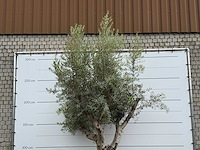 Olijfboom gladde stam vertakt xl - olea europaea - ca. 60 jaar oud - hoogte ca. 280 cm - afbeelding 3 van  3