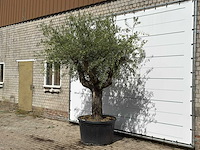 Olijfboom gladde stam vertakt xl - olea europaea - ca. 60 jaar oud - hoogte ca. 280 cm - afbeelding 2 van  3