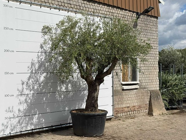 Olijfboom gladde stam vertakt xl - olea europaea - ca. 60 jaar oud - hoogte ca. 280 cm - afbeelding 3 van  3