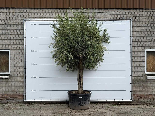 Olijfboom gladde stam xl - olea europaea - ca. 40 jaar oud - hoogte ca. 280 cm - afbeelding 1 van  1