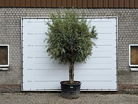 Olijfboom gladde stam xl - olea europaea - ca. 40 jaar oud - hoogte ca. 280 cm - afbeelding 1 van  1