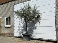 Olijfboom granoli hojiblanca - olea europaea - ca. 60 jaar oud - hoogte ca. 250 cm