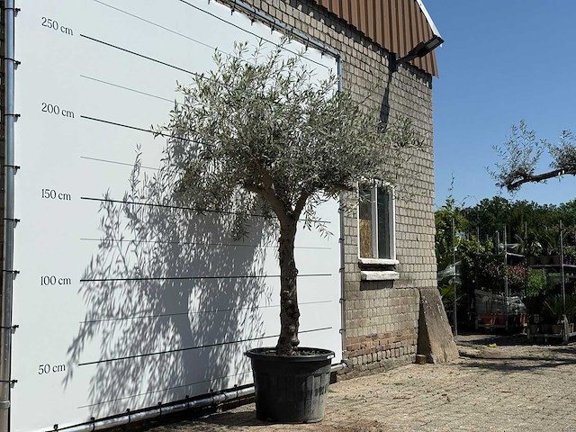 Olijfboom granoli hojiblanca - olea europaea - ca. 60 jaar oud - hoogte ca. 250 cm - afbeelding 2 van  2