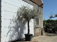 Olijfboom granoli hojiblanca - olea europaea - ca. 60 jaar oud - hoogte ca. 250 cm - afbeelding 2 van  2