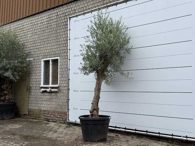 Olijfboom granoli hojiblanca - olea europaea - ca. 60 jaar oud - hoogte ca. 250 cm - afbeelding 1 van  1