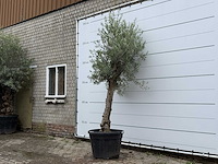 Olijfboom granoli hojiblanca - olea europaea - ca. 60 jaar oud - hoogte ca. 250 cm - afbeelding 1 van  1