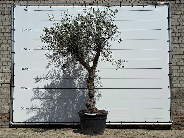 Olijfboom granoli hojiblanca - olea europaea - ca. 60 jaar oud - hoogte ca. 260 cm - afbeelding 1 van  5
