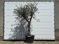 Olijfboom granoli hojiblanca - olea europaea - ca. 60 jaar oud - hoogte ca. 260 cm
