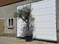 Olijfboom granoli hojiblanca - olea europaea - ca. 60 jaar oud - hoogte ca. 260 cm - afbeelding 2 van  5